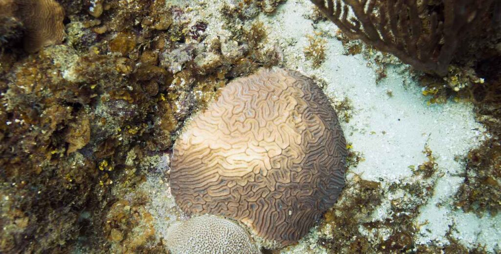 O que microrganismos do oceano profundo estão ensinando aos cientistas